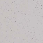 granito blanco